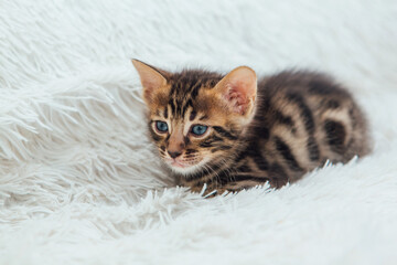 Obraz na płótnie Canvas Cute dark grey charcoal bengal kitten sitting on a furry white blanket.