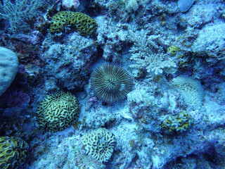 coral reef