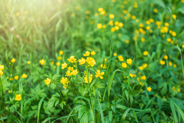 Yellow flowers of buttercup mountain Ranunculus montanus.