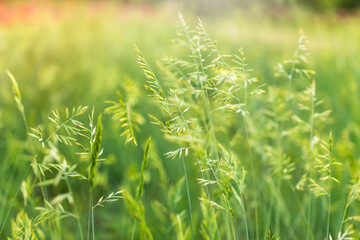 Green grass with seeds on curved stems in light wind. Slightly blurred close up with selective focus.