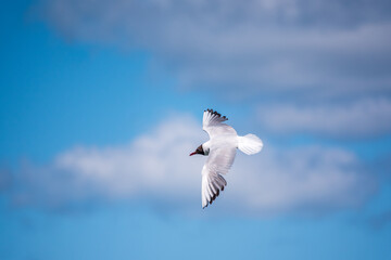 Black-headed gull of the summer feather which flies over the blue sky
