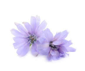 Beautiful tender chicory flowers on white background