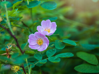 Fototapeta premium Blooming rosehip flower, beautiful pink flower on a bush branch. Beautiful natural background of blooming greenery.