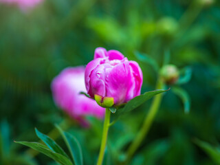 Pink peonies in the garden. Blooming pink peony. Closeup of beautiful pink Peonie flower. Natural floral background.