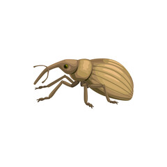Weevil snout beetle icon, insect pest control disinsection and extermination, vector. Weevil or snout beetle bug, agrarian vermin and domestic parasite disinfection, agrarian pesticide pest control