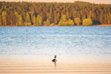 Fototapeta na wymiar Great Crested Grebe swimming in the calm lake