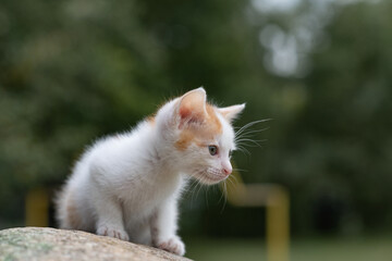 Naklejka na ściany i meble Portrait of a small white-red kitten in the park, close-up. 