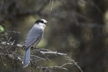 A feisty Canada Jay (Perisoreus canadensis) calls to other jays from a tree branch in Alaska's boreal forest.