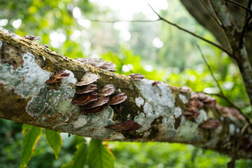 A brown mushroom that grows on a large branch in the forest.