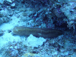 Fototapeta premium school of fish