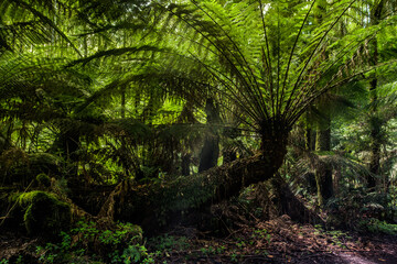 beautiful australian forest in backlight