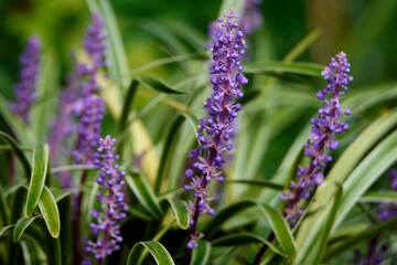 Close Up Of Purple Plants-2042