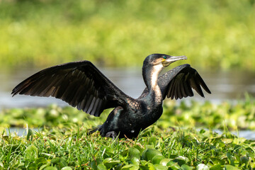 The great cormorant, Phalacrocorax carbo known as the great black cormorant across the Northern Hemisphere, the black cormorant in Australia and the black shag further south in New Zealand