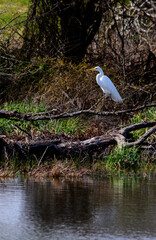 Great Egret Perched On Limb-0193