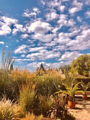 trees in the botanical garden Balchik, Bulgaria 