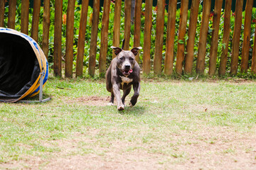 Pit bull dog playing in the park. Green grass, dirt floor and wooden stakes all around. Selective focus.