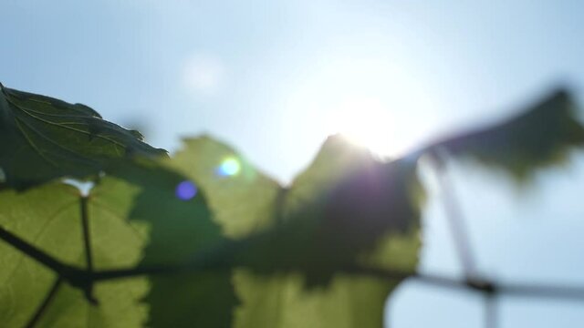 close up of a green grape leave and the sun flare in summer