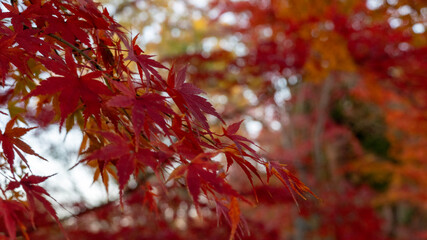 red maple leaves