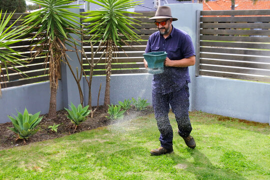 Australian gardener spreading fertilizer on grass lawn