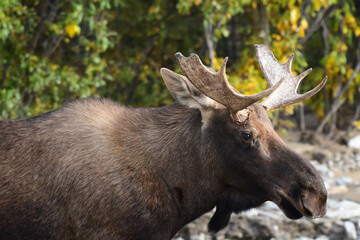 Naklejka na ściany i meble A young Alaska bull moose (Alces alces gigas) wanders through Denali National Park and Preserve.