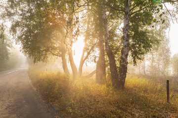 Misty morning on the countryside road with trees in sunshine lights