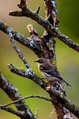 Yellow Rumped Warbler Perched In Tree-5525