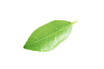 Fototapeta na wymiar Lemon leaf in isolated with clipping path. Green leaves of Citrus tree.