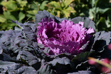 Decorative Cabbage, 