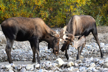 A pair of young Alaska bull moose (Alces alces gigas) battle for breeding rights in Denali National...