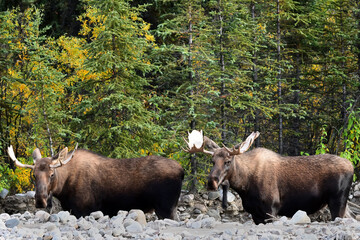 A pair of young Alaska bull moose (Alces alces gigas) look for female moose in Denali National Park...