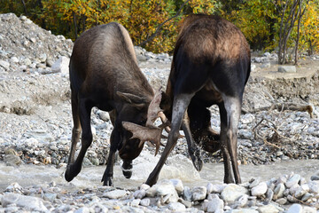 A pair of young Alaska bull moose (Alces alces gigas) battle for breeding rights in Denali National...