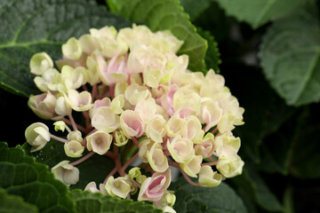 Beautiful hortensia plant with light flowers, closeup