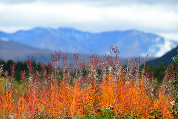 Fireweed's orange leaves add to the fall colors of an Alaska landscape.