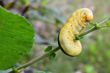 An elm sawfly larva (Cimbex americana) dines on cottonwood leaves in an Alaska yard.