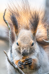 The squirrel with nut sits on tree in the winter or autumn. Eurasian red squirrel, Sciurus vulgaris.
