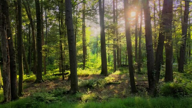 Smooth drone video footage of a magical, lush, green forest with beautiful golden light during summer. This was shot in the Appalachian Mountains, in the Catskill mountains in New York's Hudson Valley