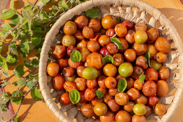 Ziziphus jujuba, commonly called jujube, also known as Chinese date, Chinese apple, Indian plum, Indian jujube, Musawu or Maçanica. They are sweet fruits, quite nutritious and rich in vitamin C
