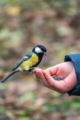 A tit sits on a man's hand and eats seeds.