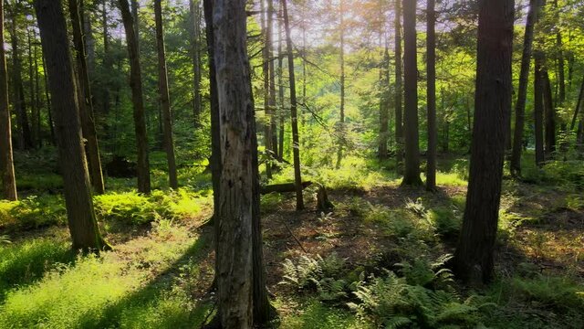 Smooth drone video footage of a magical, lush, green forest with beautiful golden light during summer. This was shot in the Appalachian Mountains, in the Catskill mountains in New York's Hudson Valley