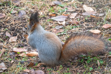 Autumn squirrel with nut on green grass with fallen yellow leaves