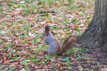 Autumn Squirrel standing on its hind legs on on green grass with fallen yellow leaves