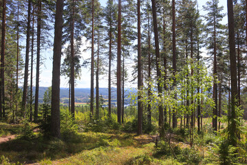 View through sparse forest from Kramstaleden (Kramsta Trail) in Järvsö