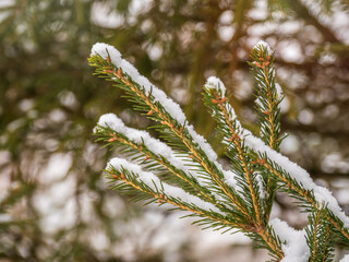 Green fir branches in winter covered with snow