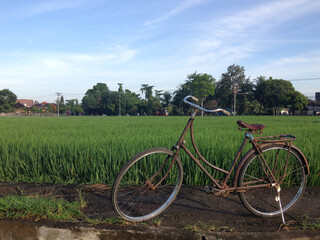 Naklejka na ściany i meble Beautiful rice field scene, on Ubud Bali Indonesia