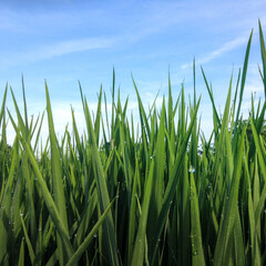 Beautiful rice field scene, on Ubud Bali Indonesia