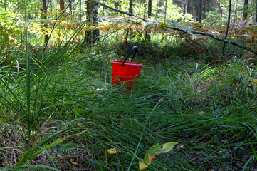 the forester left an empty bucket in the forest. Bucket in the middle of the forest