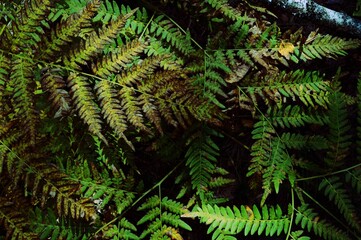 Fototapeta na wymiar Green-yellow fern. Autumn dying fern