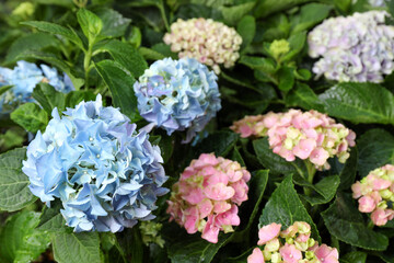 Beautiful hortensia plants with colorful flowers outdoors