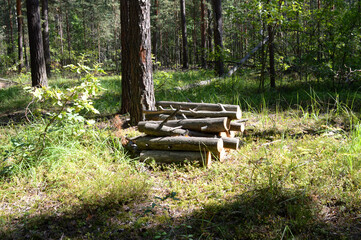 Harvesting firewood in the forest