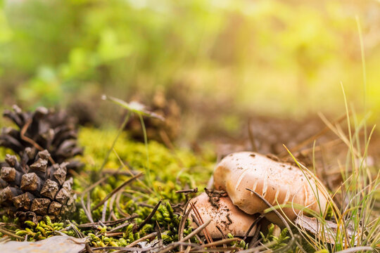 Group of mushrooms boletus, suillus luteus, grows among moss and fallen pinecones in coniferous forest, mushroom picking season, selective focus, close up